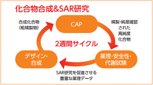 ラクオリア創薬株式会社 創薬研究部門化学研究部