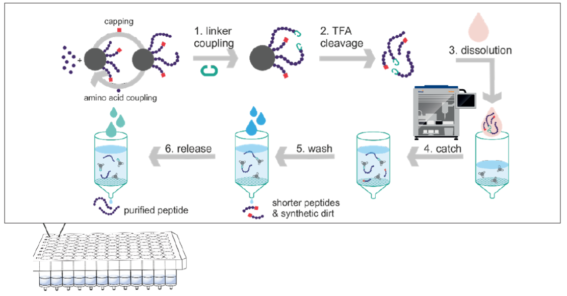 固相抽出によるペプチド精製ワークフロー(キャッチ&リリース法)